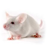 CD1(ICR)小鼠 SPF级