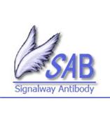 SAB公司抗體