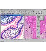 专业显微镜软件  显微镜专用分析