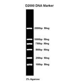 D2000 DNA Ladder 100次