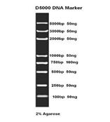 D5000 DNA Ladder 100次