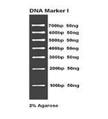 DNA Marker I 100次