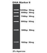 DNA Marker II 100次