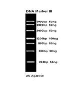 .DNA Marker III 100次