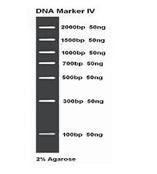 DNA Marker IV 50次