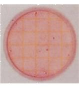 64143M Petrifilm大肠菌群/大肠杆菌测试片