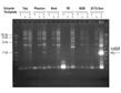 Lucigen高品质DNA聚合酶PyroPhage® 3173
