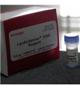 Invitrogen Lipofectamine  2000轉染試劑