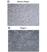 QIAGEN  NanoFect & Attractene HiPerFect轉染試劑