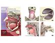 Primal互動3D解剖學系列軟件