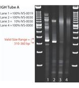 美国Invivoscribe公司PCR检测试剂盒 IdentiClone  IGH Gene Clonality Assay