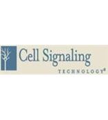 Cell Signaling Technology(CST)