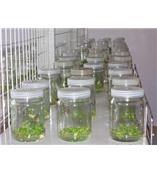 兰花瓶，组培瓶，培养瓶