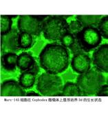 Marc-145细胞微载体上生长状态