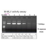 M-MLV逆转录酶 MMLV反转录酶（RNaseH-）10000U