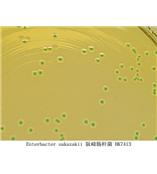 阪崎肠杆菌显色培养基（DFI琼脂）