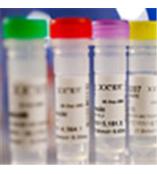 25cm2正方斜口细胞培养瓶/50ml细胞培养瓶