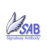 SAB抗體 SAB公司：抗體定制(SAB技術服務)_上海睿安生物