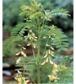 黄芪提取物 Astragalus Root P.E .,Astragalus extract