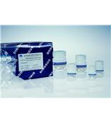 离心柱型酵母基因组DNA提取试剂盒