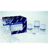 离心柱型动物组织基因组DNA提取试剂盒