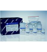 离心柱型质粒DNA大量抽提试剂盒