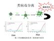 1mL病毒DNA/RNA分离试剂盒