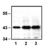 ERK1单克隆抗体（克隆号E19）, Anti-ERK1 monoclonal antibody, clone E19