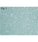 人脑微血管内皮细胞