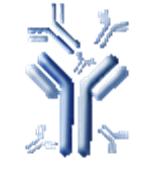 多克隆抗体，多克隆抗体制备，定制抗体-北京泽溪源生物科技