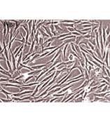 人真皮成纤维细胞--成人