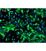 人肾皮质上皮细胞