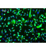 人肾脏上皮细胞