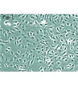 人羊膜上皮细胞