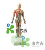 ”康大夫“品牌85cm电动语言十四电动针灸模型/针炙电动模型/人体针炙模型