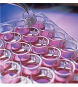 Millicell悬挂式细胞培养皿PIHT12R48 PIEP12R48  MillicellCell Culture Inserts