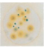 3M霉菌和酵母菌测试片