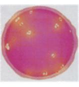 3M 肠杆菌科测试片