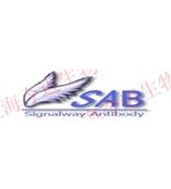 供應Signalway Antibody(SAB)產品-上海今邁生物
