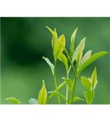 厂家供应表儿茶素