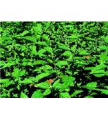 厂家供应冬凌草甲素