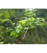 厂家供应二氢杨梅素