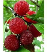 厂家供应杨梅素