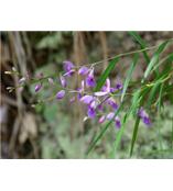 厂家供应远志酸