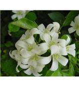 厂家供应异欧前胡素