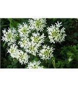 厂家供应欧前胡素