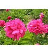 厂家供应芍药苷