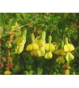 厂家供应染料木素