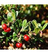 厂家供应熊果酸