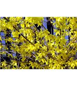 厂家供应金丝桃素